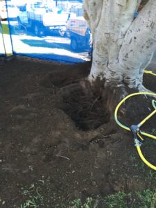 Root Zone Excavation (Air Spade)