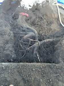 Root Zone Excavation near footpath (Air Spade)